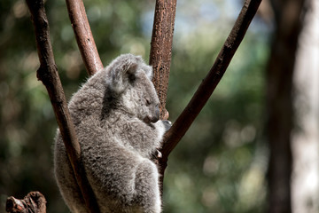 the young koala is resting in the fork of a tree