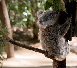 the joey koala is eating leaves