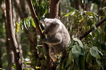 the joey koala is resting in a fork on a tree