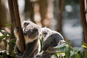 the mother koala is looking after her joey koala