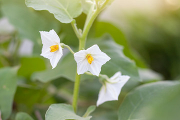 Obraz premium White flower of Thai Eggplant bloom in the garden.