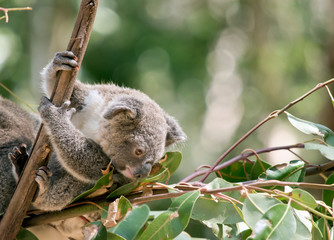 the joey koala is climbing down a tree