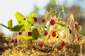  Wild strawberries at sunny day in forest.