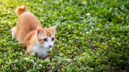 orange cat is playing in the garden