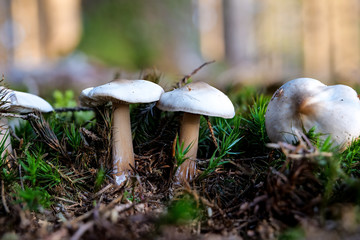Der Pilz Waldfreundruebling oder GYMNOPUS DRYOPHILUS als Detailaufnahme in hoher Tiefenschärfe mit unscharfem Hintergrund