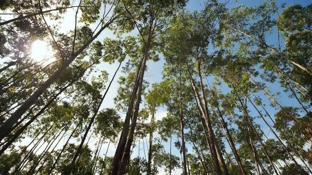Eucalyptus forest near the city of Munar. India. Video on the move.