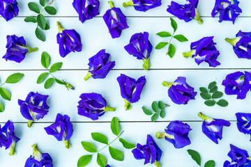 Butterfly pea or blue pea , bluebellvine, cordofan pea (clitoria ternatea) isolated on wood background. Top view. Flat lay.