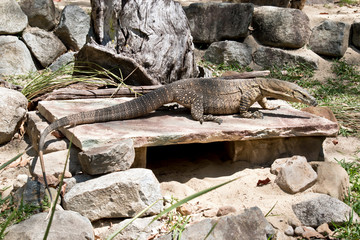 this is a side view of a lace monitor lizard
