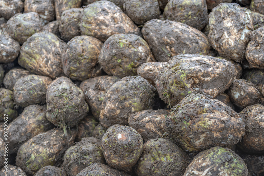 Poster Recently harvested sugar beets from nearby