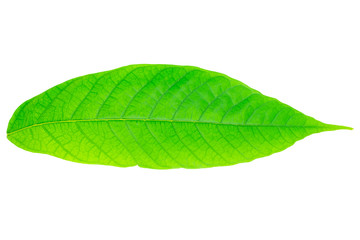 Fototapeta premium Green Cocoa leaf on isolated white background