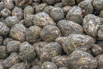 Recently harvested sugar beets from close
