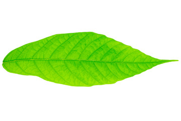 Green Cocoa leaf on isolated white background
