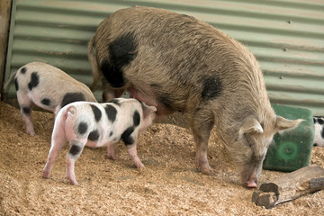the piglets are feeding from their mother