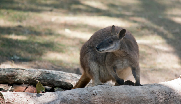 the proserpine rock wallaby is climbing a fallen tree