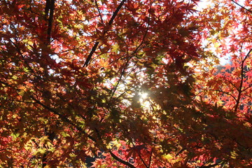 日本の愛知県の香嵐渓の紅葉の風景