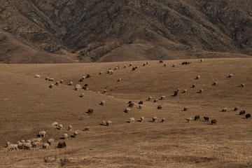 Sheep being herded enjoy grazing dry meadow on the slopes of hillside