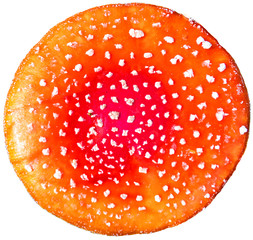 Red hat of wild toxic amanita mushroom isolated on white background