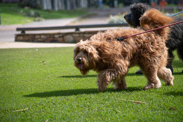 Fototapeta premium Fluffy light brown large dog
