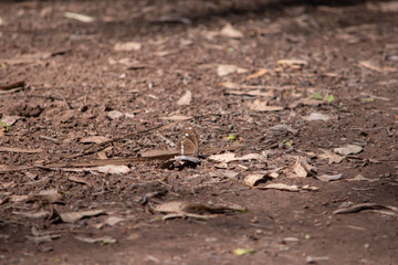 Brown butterfly