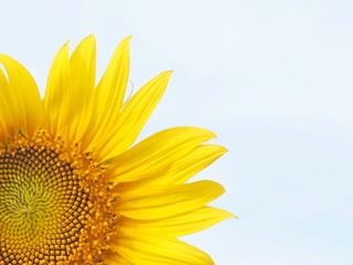 Fototapeta premium sunflower isolated on white background