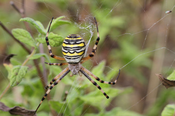 Argiope