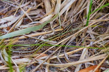 Little lizard among dry grass