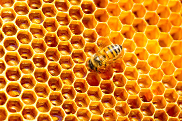  Honey cells pattern.bees work on honeycomb.