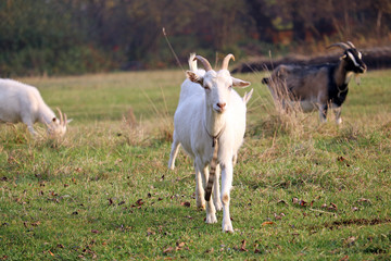 Obraz na płótnie Canvas domestic goats