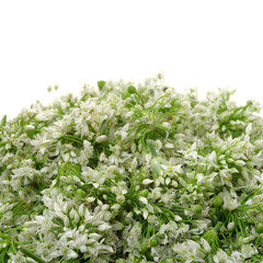 Chinese chive flower on white background 