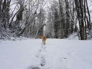 Chien heureux dans la neige