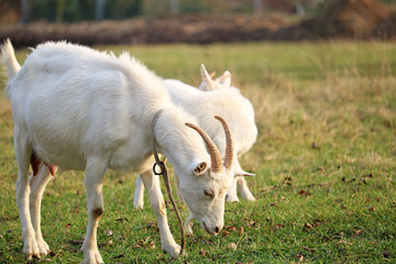 Obraz premium domestic goats