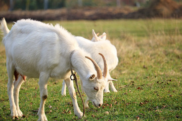 Obraz na płótnie Canvas domestic goats