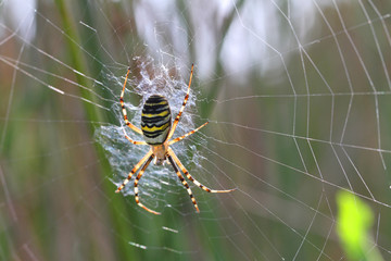 Argiope