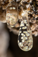 Huevos en gota de agua