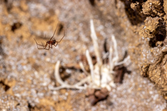 Ara&ntilde;a sobre cordiceps
