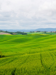 Fototapeta na wymiar Beautiful summer rural landscape with wavy hills, Tuscany, Italy