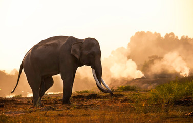 Elephant standing during sunrise