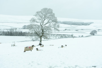 Swaledalesheep in snow