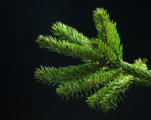 Fresh spruce green branch over black background