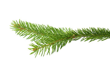 Fresh spruce green branch isolated on white