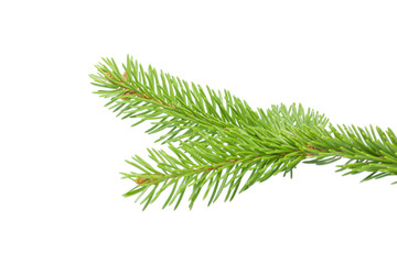 Fresh spruce green branch isolated on white