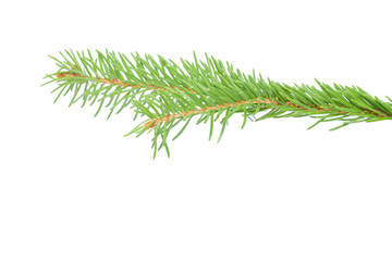 Fresh spruce green branch isolated on white