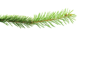 Fresh spruce green branch isolated on white
