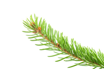 Fresh spruce green branch isolated on white