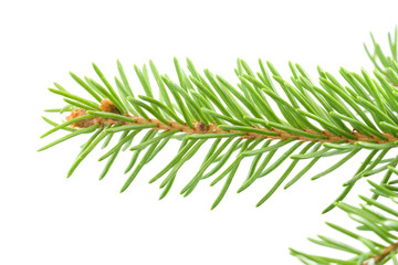 Fresh spruce green branch isolated on white