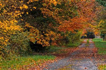 Autumn in Kentstown co.Meath Ireland  