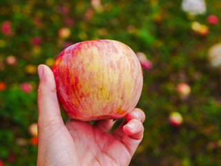 Red apples in the hand. holding an apple with one hand. Woman holding red apples in a hand. Autumn apples. harvest