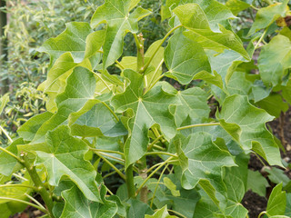 jatropha curcas  | Feuilles de Pourghère ou médicinier