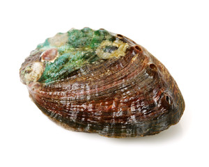 Raw abalones on the white background