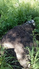 mushrooms in the forest